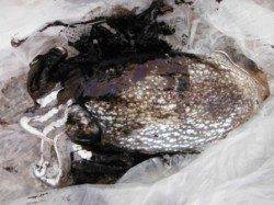 【イワシ！夕方の時合い到来♪】南芦屋浜