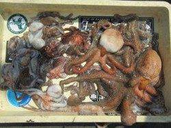 大人気のむこいちはイカ・タコ軟体系が熱い!