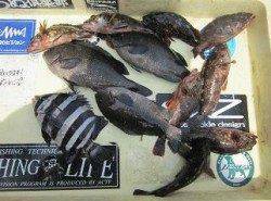 大人気のむこいちはイカ・タコ軟体系が熱い!