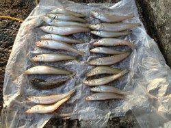 磯ノ浦でもキス・キス・キス！！