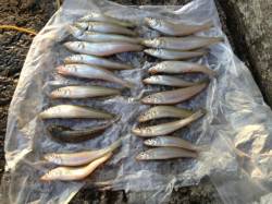 磯ノ浦でもキス・キス・キス！！