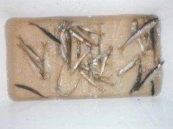 【カタクチイワシ入れ食いモード！】南芦屋浜