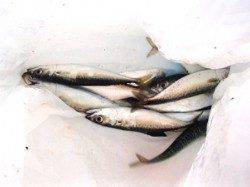 小サバに豆アジ♪泉大津RT。夕方