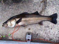 小サバに豆アジ♪泉大津RT。夕方