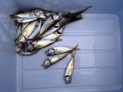 豆アジ♪いい感じ♪泉大津RT。夕方