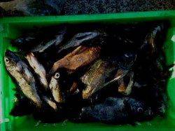 梅雨メバル！垂水一文字！