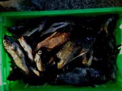 梅雨メバル！垂水一文字！