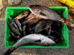 梅雨メバル！垂水一文字！