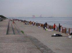 【カタクチイワシ入れ食いモード！】南芦屋浜