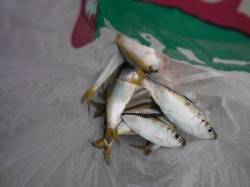 夕方の南芦屋浜【ママカリ＆コウイカ確認♪】…