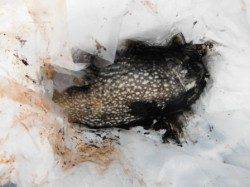 夕方の南芦屋浜【ママカリ＆コウイカ確認♪】