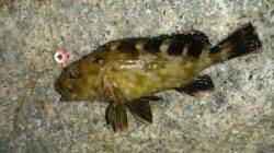 南芦屋浜の根魚釣りが楽しい♪