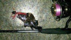 南芦屋浜の根魚釣りが楽しい♪