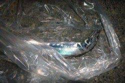 夜の兵庫突堤ＲＴ　今日も釣れてます！タチウオ