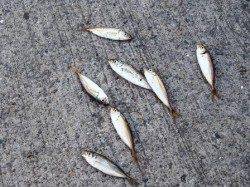 豆アジ♪3日夕方泉大津RT