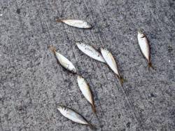 豆アジ♪3日夕方泉大津RT