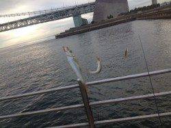 夕方のアジュール舞子でサビキ！