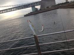 夕方のアジュール舞子でサビキ！