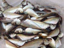 夕方のアジュール舞子でサビキ！