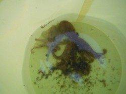 【チビタコも釣れた～♪】南芦屋浜