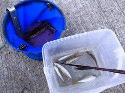 なぎさ公園で豆アジ1時間で40匹♪