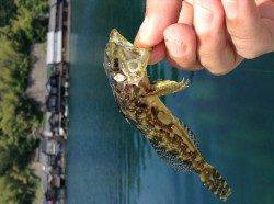 伊根エリア、ロックフィッシュでアナハゼ