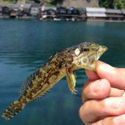 伊根エリア、ロックフィッシュでアナハゼ