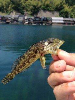 伊根エリア、ロックフィッシュでアナハゼ