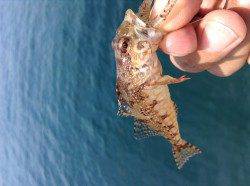 伊根エリア、ロックフィッシュでアナハゼ