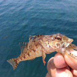 伊根エリア、ロックフィッシュでアナハゼ