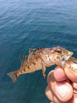 伊根エリア、ロックフィッシュでアナハゼ