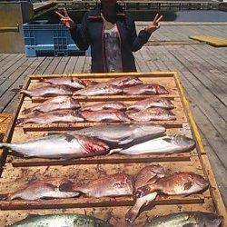 家島の海上釣り堀　釣りガールがマダイ15匹＆メジロ・カンパチの好釣果