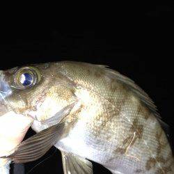 江井ヶ島　メバリングでメバル10匹　大型狙いも小型が中心