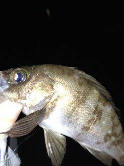 江井ヶ島　メバリングでメバル10匹　大型狙いも小型が中心