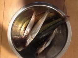 揖保川河口　ウキ釣りでベラ・投げ釣りでキス…