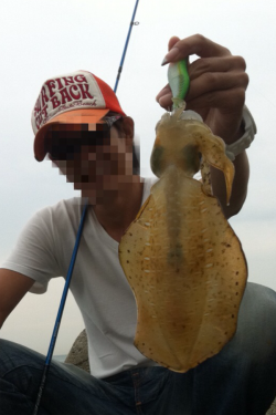 深日　夕まづめに粘りのエギングでアオリイカ300g