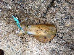 深日、デイエギングで500gのアオリＧＥＴ！