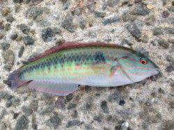 須磨　ちょい投げのガシラ狙いもベラ6匹　朝方の釣果