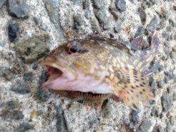 垂水漁港、天秤仕掛けでガシラ狙い