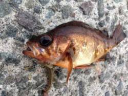 アジュール舞子　投げ釣りでメバル＆タコの釣…