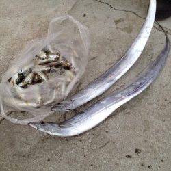 深夜から明け方にかけての太刀魚釣り、何とか2匹ゲット！