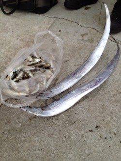 深夜から明け方にかけての太刀魚釣り、何とか2匹ゲット！