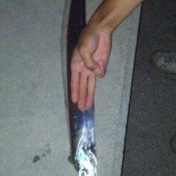 兵庫突堤、エギングやサビキでの釣行レポート