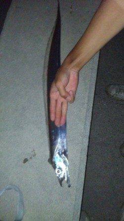 兵庫突堤、エギングやサビキでの釣行レポート