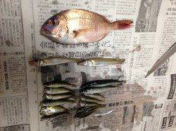 津井～船瀬エリア、投げ釣り・サビキでアジ・キス・イワシの釣果