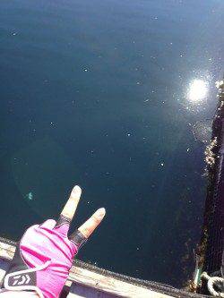 家島の海上釣り堀　釣りガールがマダイ15匹＆メジロ・カンパチの好釣果