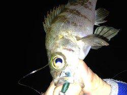 江井ヶ島　メバリングでメバル10匹　大型狙いも小型が中心