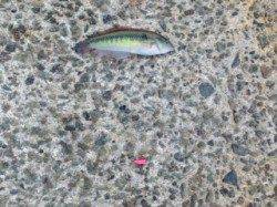 須磨　ちょい投げのガシラ狙いもベラ6匹　朝方の釣果