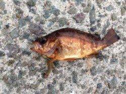 アジュール舞子　投げ釣りでメバル＆タコの釣果