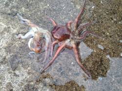 西宮浜　早朝1時間のタコ掛け釣行でマダコ2…